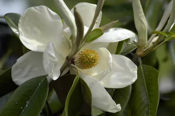 Papier Peint photo Lavable Magnolia Magnolienblüte
