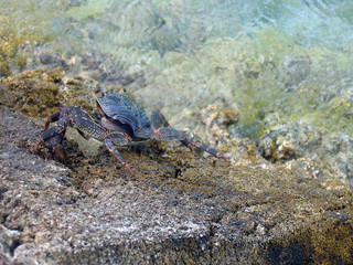 Granchio alle Maldive