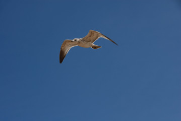 Flying Seagull
