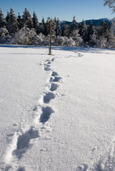 Fußspuren im Schnee