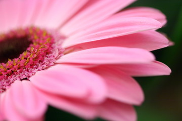 pink gerbera