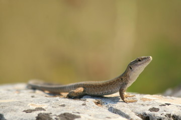 lizard