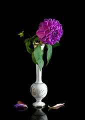 Violet dahlia with vase on black.
