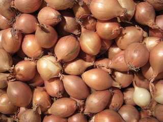 zwiebel und schalotte