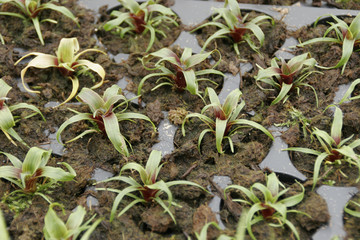 Bromeliad starts