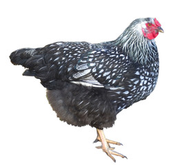 black and white chicken hen isolated on a white background