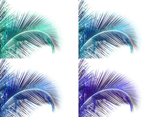 Fototapeta na wymiar palmes bleues sur fond blanc