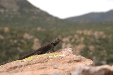 Naklejka premium A dark colored spiny lizard from the high elevations 