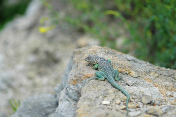 Naklejka na ściany i meble An eastern collard lizard basking on a rock.