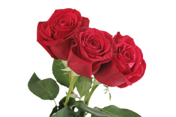 Three beautiful red roses lay on a white background