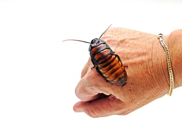 Cockroach on Hand