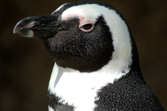 Afrikanischer Pinguin
