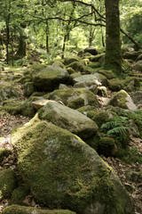 Rocks and Forest
