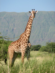 Giraffa