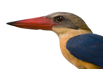 colorful king fisher bird isolated