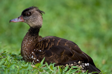 brown tufted wood duck