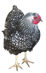 isolated chicken hen