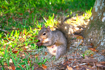 Aadorable chipmunk in the garden