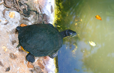 Obraz premium A turtle going into the water