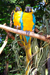 Obraz premium Parrots