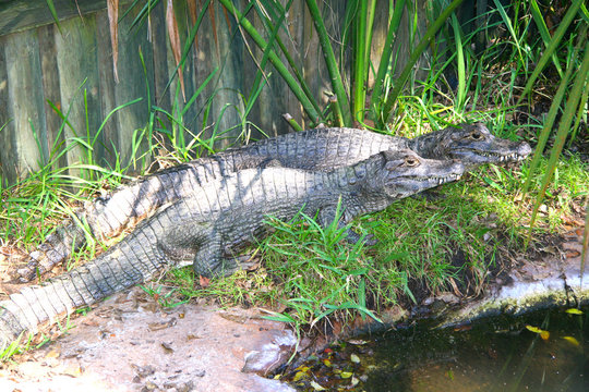 Sunbathing alligators