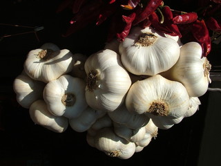Garlic 