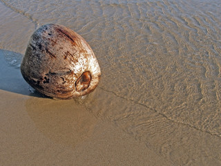 Wet coconut on the beach