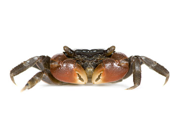 red-clawed crab - Perisesarma bidens