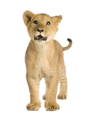 Fototapeta na wymiar Lion Cub (5 months)