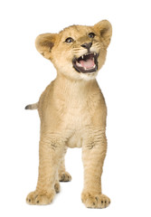 Naklejka premium Lion Cub (5 months)