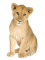Obraz na płótnie Canvas Lion Cub (5 miesięcy)