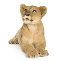 Obraz na płótnie Canvas Lion Cub (5 months)