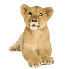 Fototapeta na wymiar Lion Cub (5 miesięcy)