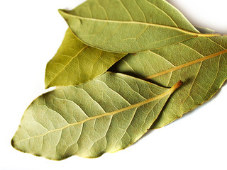 macro bay leaves spice for cooking isolated on a white