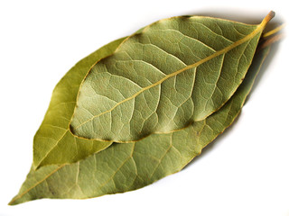 macro bay leaf spice for cooking prepared on a white background
