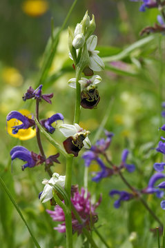 Orchideen des Hegau - Trockenmagerrasen