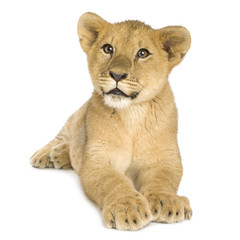 Obraz na płótnie Canvas Lion Cub (5 months)