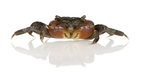 red-clawed crab - Perisesarma bidens