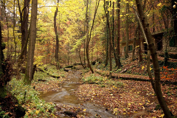 Creek in the forest in Autumn