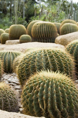 Group of cactuses