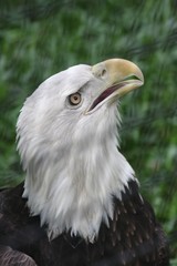 bald eagle