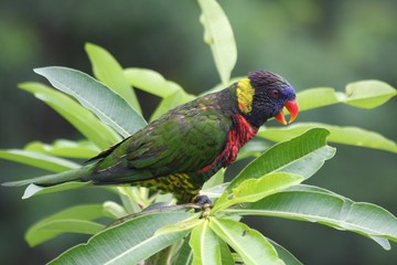 rainbow lorikeet