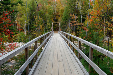 suspension bridge in forest