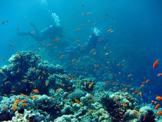 Fototapeta na wymiar Rafa koralowa z nurkiem