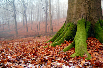 Souche d'arbre recouverte de mousse 