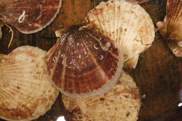 Shellfish 2