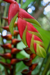 Heliconia and ginger
