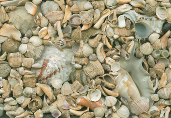 Shell background