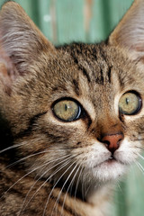  Home cat in the garden