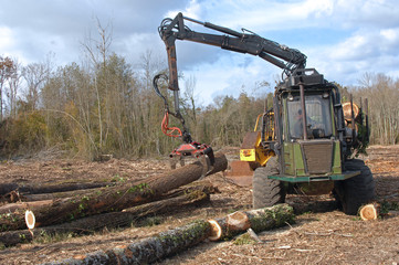 travaux forestier